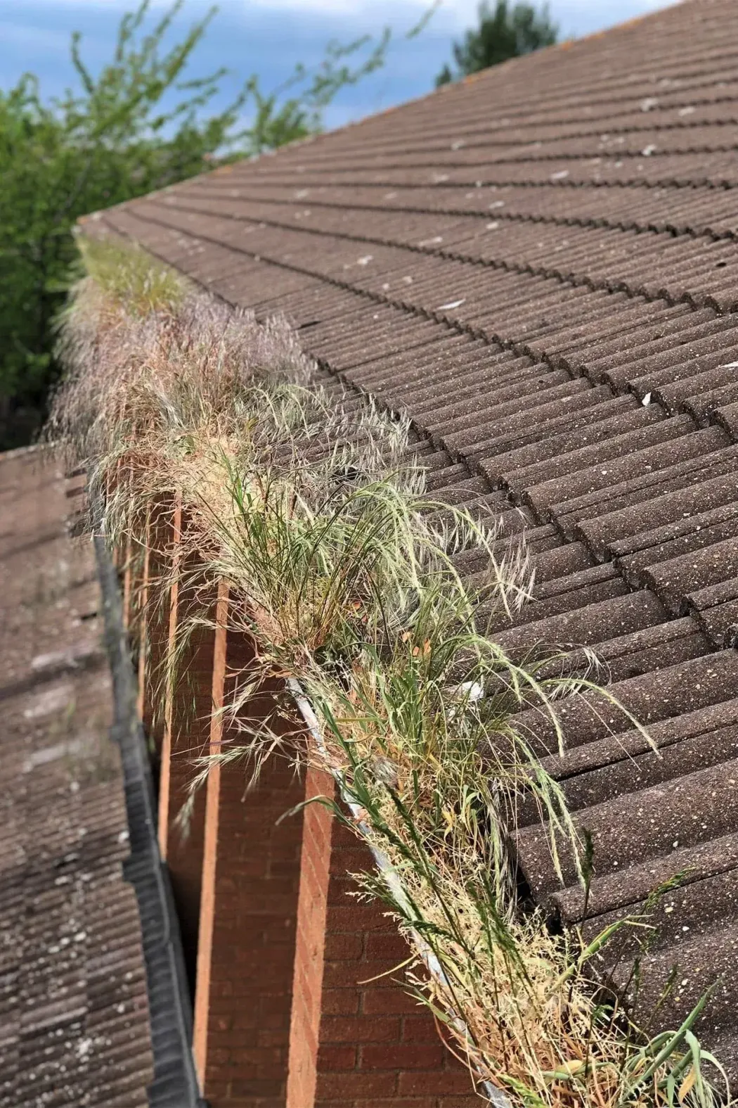 Gutter Cleaning — recent work 5