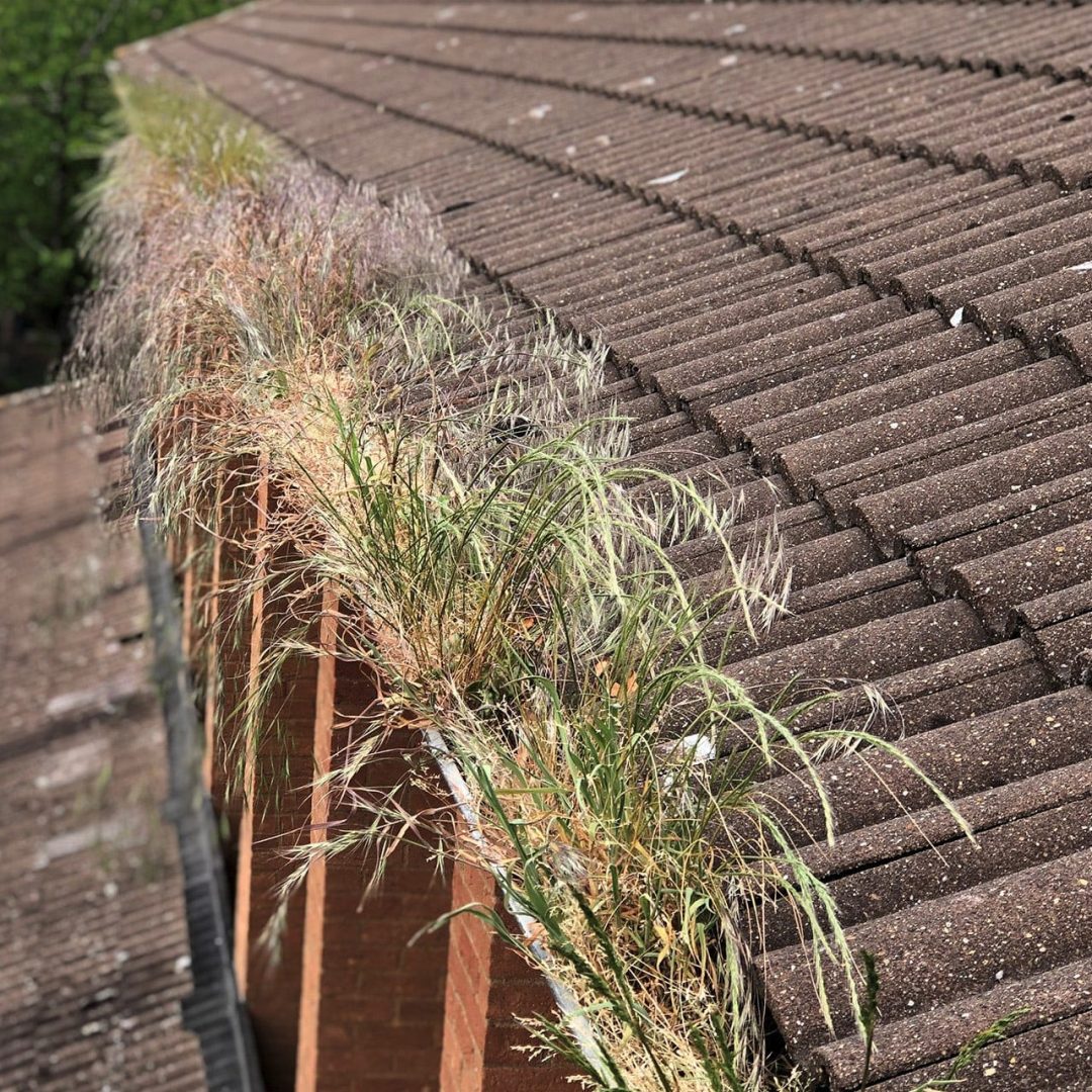 Gutters of a building in Leighton Buzzard heavily blocked with grass and plant life, indicating a need for urgent cleaning and maintenance